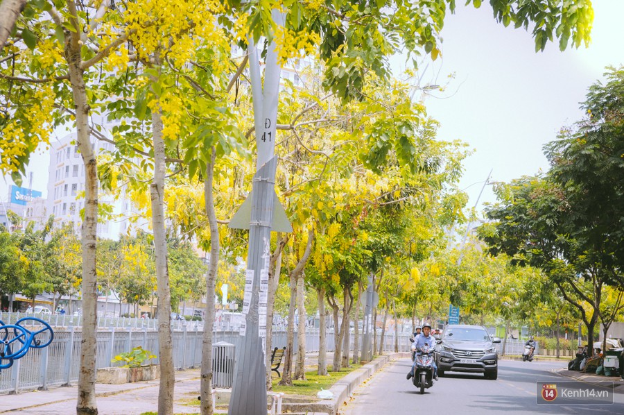 Chùm ảnh: Hoa Osaka rực rỡ nhuộm vàng đường phố Sài Gòn trong cái nắng tháng 4-4