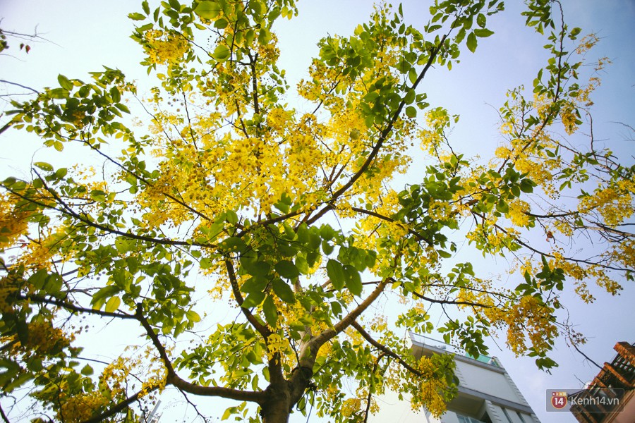 Chùm ảnh: Hoa Osaka rực rỡ nhuộm vàng đường phố Sài Gòn trong cái nắng tháng 4-5