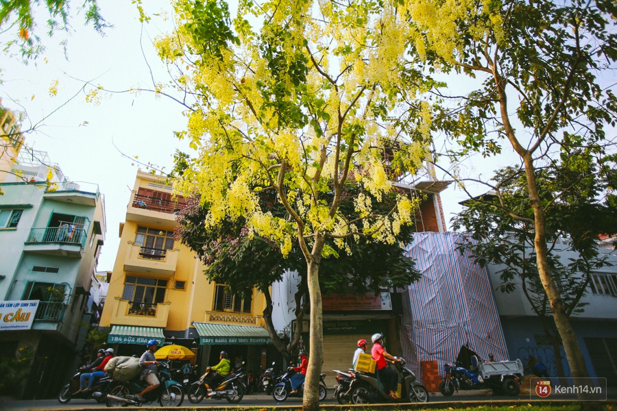 Chùm ảnh: Hoa Osaka rực rỡ nhuộm vàng đường phố Sài Gòn trong cái nắng tháng 4-1