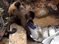 Chú khỉ chăm chỉ nhất thế giới: Vừa trông con vừa rửa thau