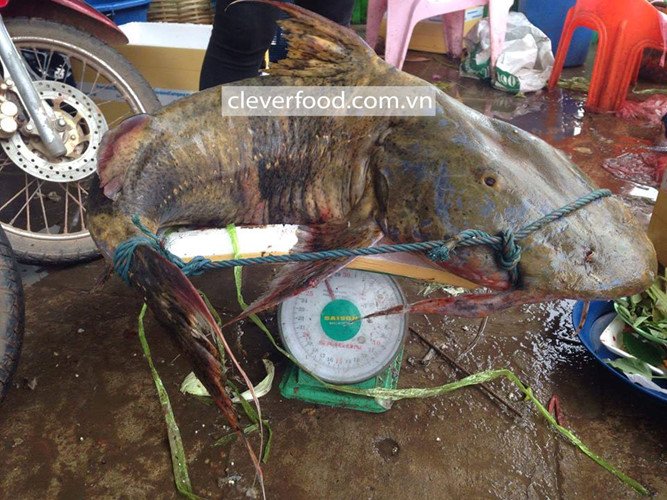 Quái ngư sông Đà và những cuộc vật lộn ly kỳ giữa người và cá-2