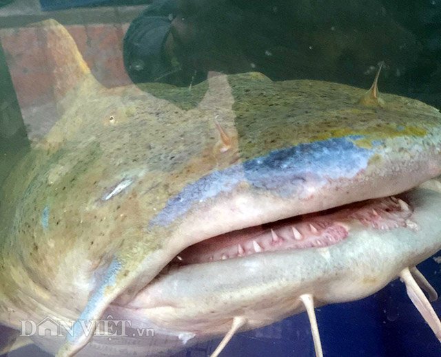 Quái ngư sông Đà và những cuộc vật lộn ly kỳ giữa người và cá-7