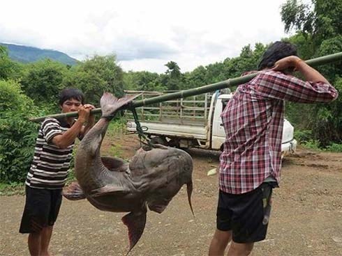 'Quái ngư' sông Đà và những cuộc vật lộn ly kỳ giữa người và cá