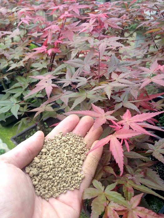 Độc nhất Việt Nam: Lão nông sở hữu hàng ngàn cây phong lá đỏ-4