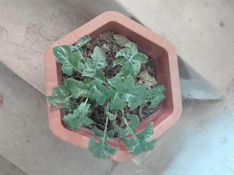 Đặt hạt hoa hồng online, cuối cùng mọc... rau cải, cô gái được dân mạng khuyên mua ngay thịt bò-6