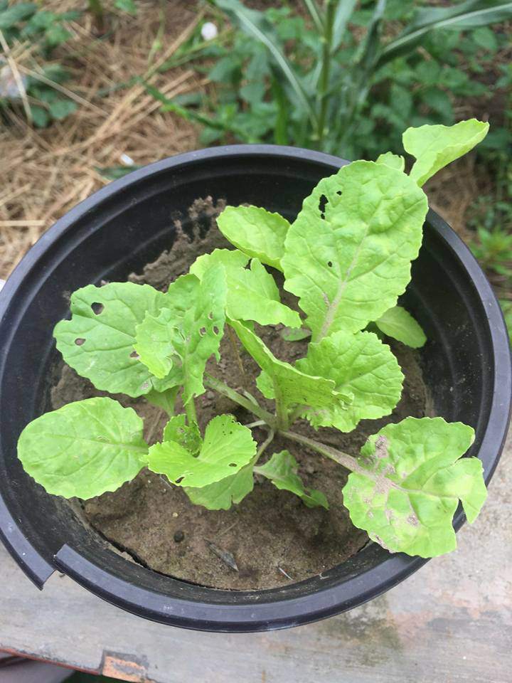 Đặt hạt hoa hồng online, cuối cùng mọc... rau cải, cô gái được dân mạng khuyên mua ngay thịt bò-1