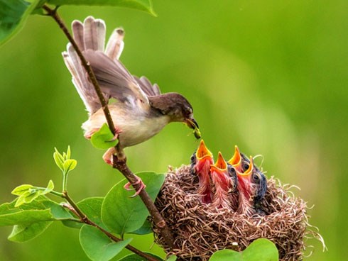 Đừng bao giờ bẫy chim, vì bạn có thể giết chết một gia đình