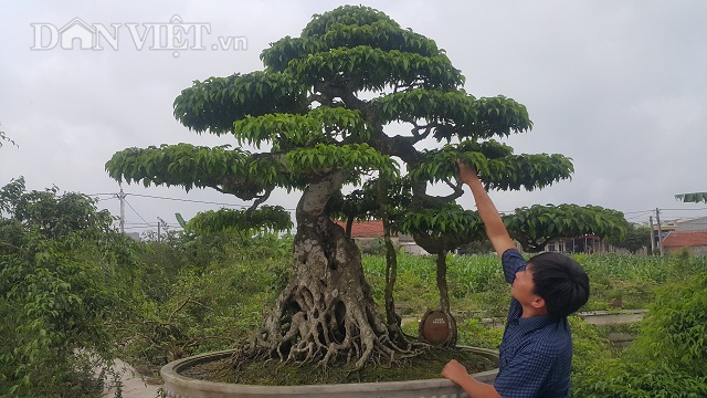 Giới chơi cây lại sốt sình sịch với siêu cây 100 tuổi, tiền tỷ-1