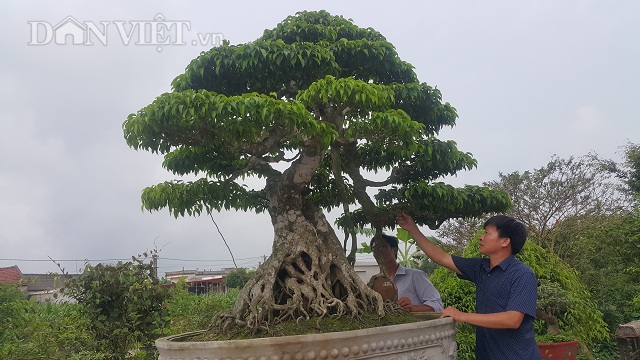Giới chơi cây lại sốt sình sịch với siêu cây 100 tuổi, tiền tỷ-2