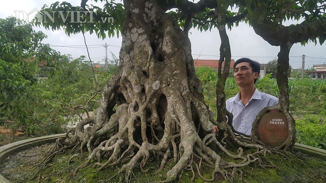 Giới chơi cây lại sốt sình sịch với siêu cây 100 tuổi, tiền tỷ-5