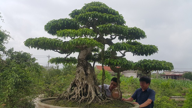 Giới chơi cây lại sốt sình sịch với siêu cây 100 tuổi, tiền tỷ-4