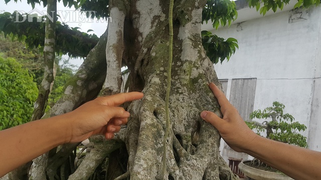 Giới chơi cây lại sốt sình sịch với siêu cây 100 tuổi, tiền tỷ-8