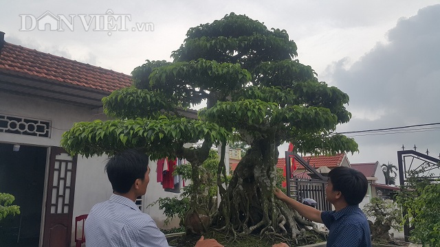 Giới chơi cây lại sốt sình sịch với siêu cây 100 tuổi, tiền tỷ-6