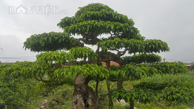 Giới chơi cây lại sốt sình sịch với siêu cây 100 tuổi, tiền tỷ-3
