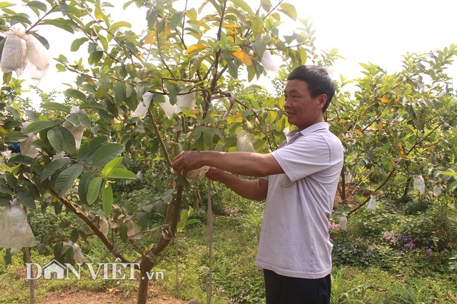 Bỏ nghề buôn lợn, trồng 800 cây ổi lê Đài Loan có hơn nửa tỷ đút túi-2