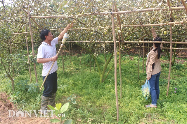 Bỏ nghề buôn lợn, trồng 800 cây ổi lê Đài Loan có hơn nửa tỷ đút túi-3