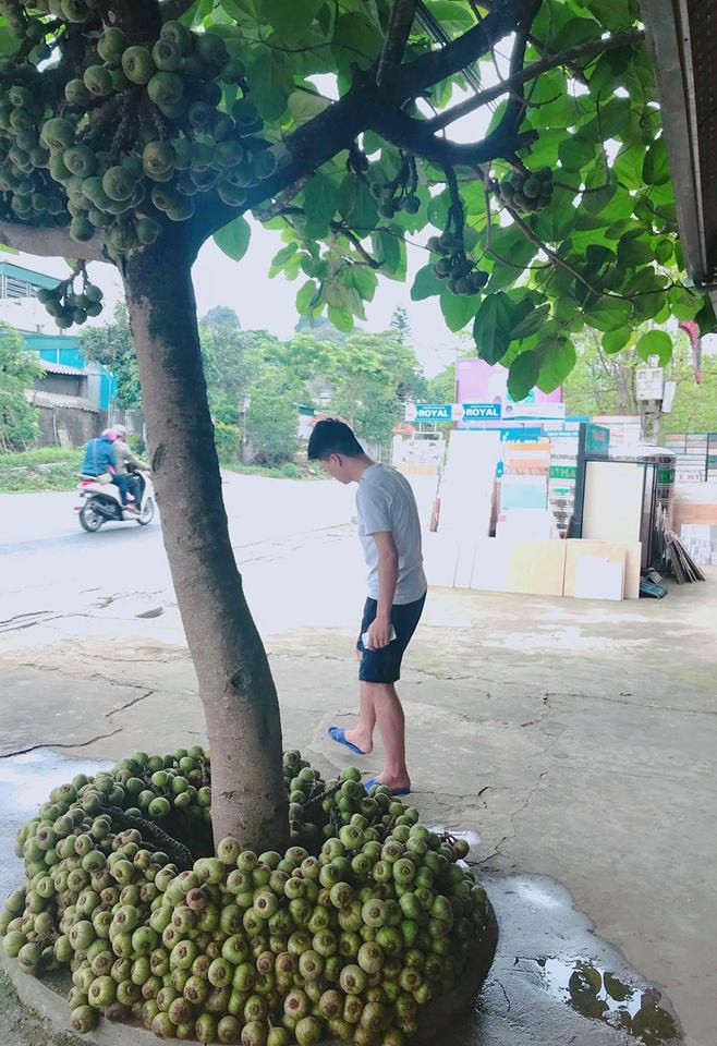 Khoe cây sung quả mọc từ gốc sai trĩu, thanh niên mở ra cuộc tranh cãi trên mạng xã hội-4