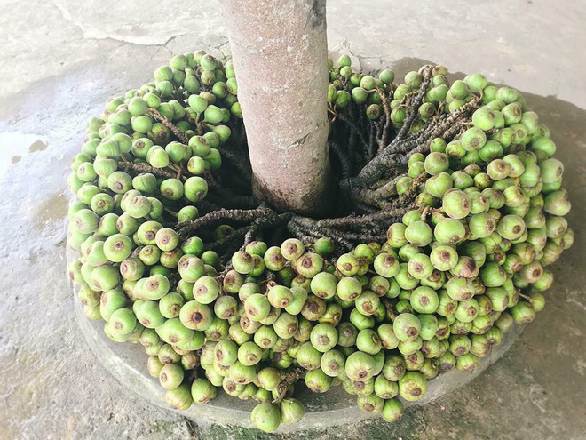 Khoe cây sung quả mọc từ gốc sai trĩu, thanh niên mở ra cuộc tranh cãi trên mạng xã hội-1