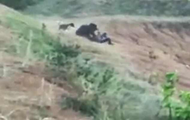 Cố gắng chụp ảnh selfie với gấu hoang lang thang gần đường, bi kịch đã ập đến với người lái xe taxi-1