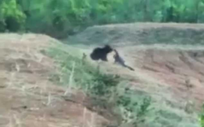 Cố gắng chụp ảnh selfie với gấu hoang lang thang gần đường, bi kịch đã ập đến với người lái xe taxi-2