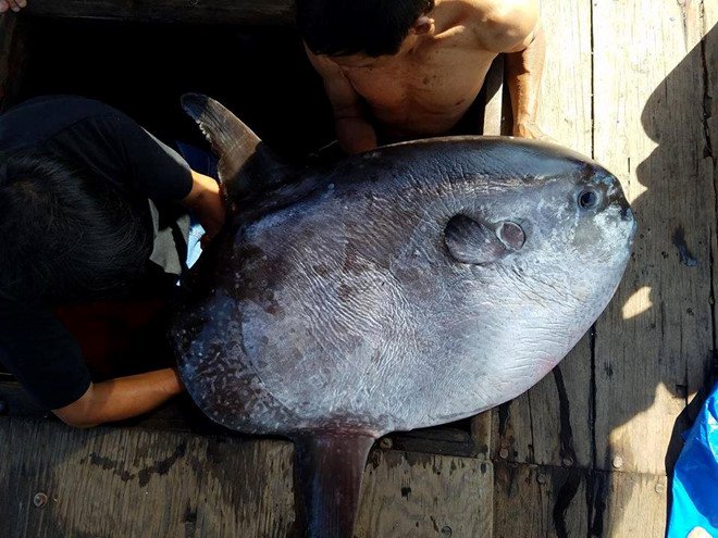 Ngư dân câu được cá mặt trăng dài 1 m-1