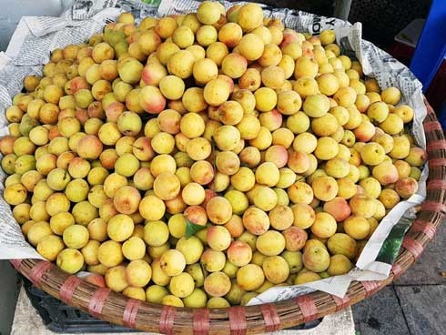 Mùa mơ vàng ươm trên các con phố Hà Nội