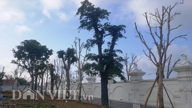 Ngắm biệt thự siêu khủng của cụ bà 78 tuổi-9