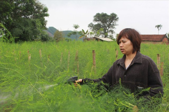 Bỏ công ty riêng về trồng măng tây, thu đều 2 tỷ vào túi-10