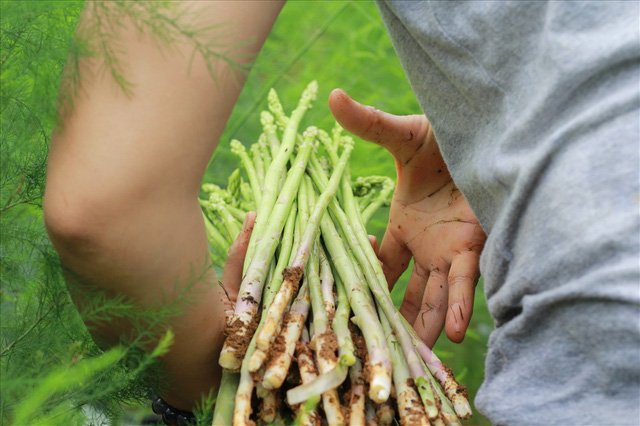 Bỏ công ty riêng về trồng măng tây, thu đều 2 tỷ vào túi-5