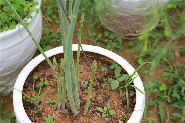 Bỏ công ty riêng về trồng măng tây, thu đều 2 tỷ vào túi-7