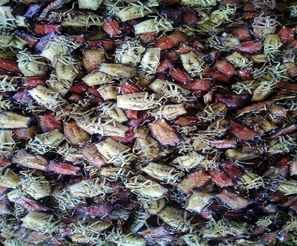 Ăn bọ xít rang, lên Sơn La bạn có dám thử?-1