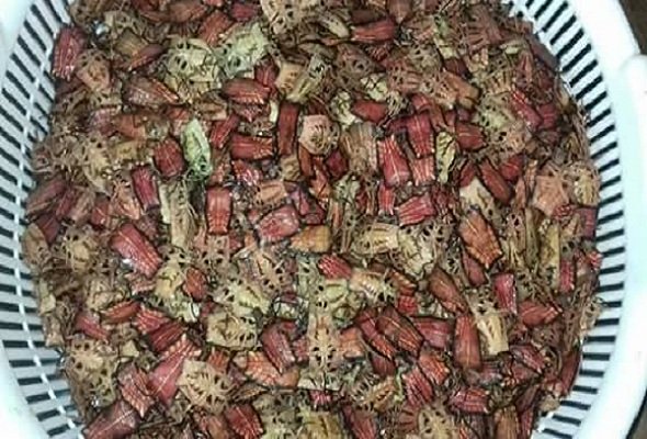 Ăn bọ xít rang, lên Sơn La bạn có dám thử?-3