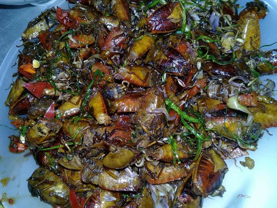 Ăn bọ xít rang, lên Sơn La bạn có dám thử?-4