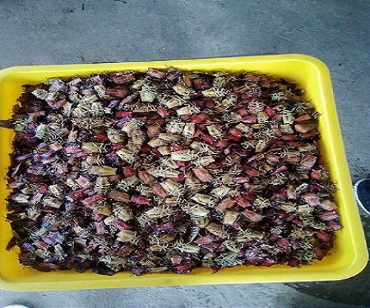 Ăn bọ xít rang, lên Sơn La bạn có dám thử?-5