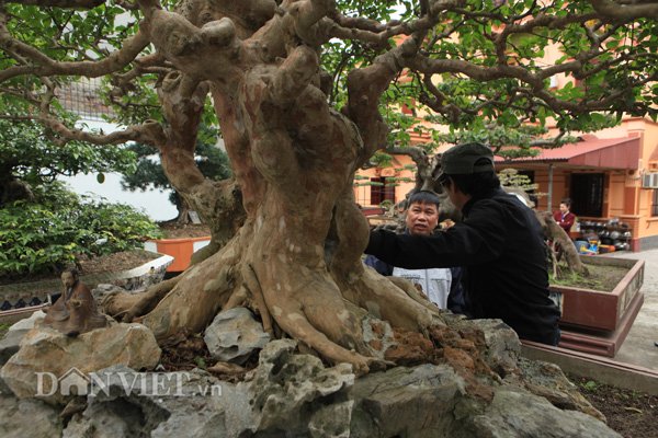 Tuyệt phẩm bằng lăng cổ độc nhất vô nhị của đại gia Phú Thọ-1