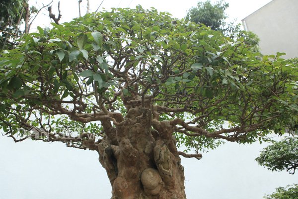 Tuyệt phẩm bằng lăng cổ độc nhất vô nhị của đại gia Phú Thọ-2