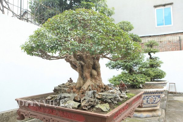 Tuyệt phẩm bằng lăng cổ độc nhất vô nhị của đại gia Phú Thọ-3