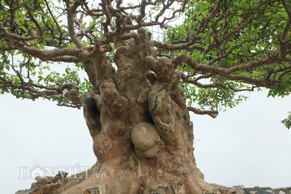 Tuyệt phẩm bằng lăng cổ độc nhất vô nhị của đại gia Phú Thọ-4