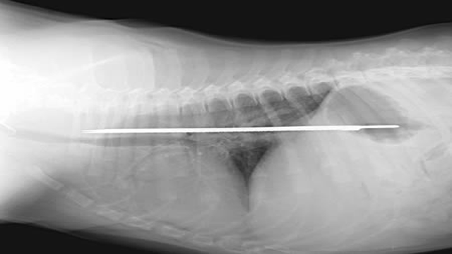 Những tấm phim chụp X-quang kinh dị nhất mà bạn từng thấy: bị mũi khoan, dao sắc hay đinh nhọn xuyên thủng hộp sọ vẫn sống sót-9