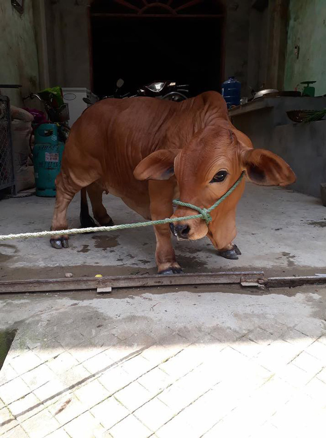 Dòng chữ nắn nót trên mũ bảo hiểm và vali chật ních BVS khiến dân mạng thắc mắc-7