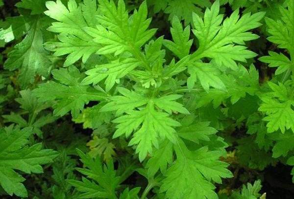 Ngải cứu - thảo dược qúy trong sách cổ chị em nên học ngay 4 cách dùng hiệu quả nhất-1