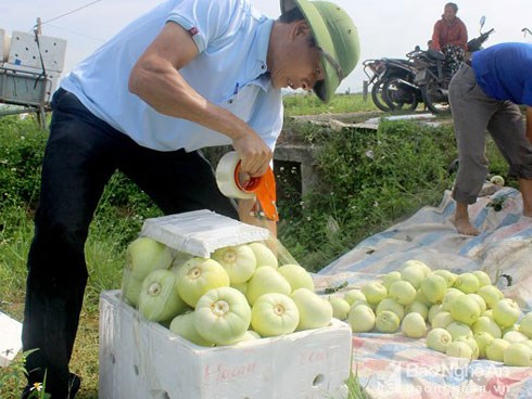 Dưa lê đầu mùa hút hàng vèo vèo vì ăn vào đẹp da, lại giảm cân