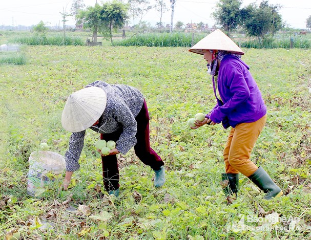 Dưa lê đầu mùa hút hàng vèo vèo vì ăn vào đẹp da, lại giảm cân-1