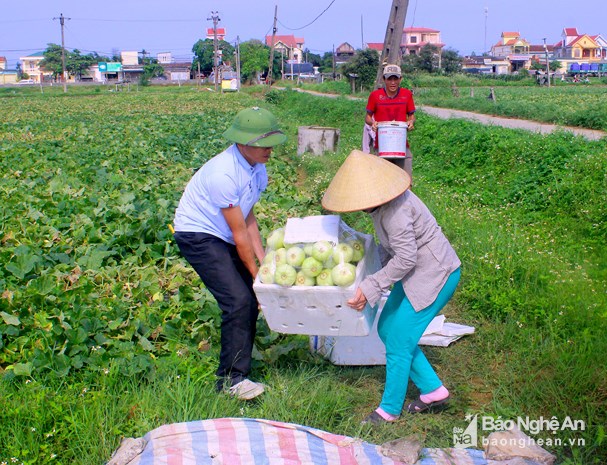 Dưa lê đầu mùa hút hàng vèo vèo vì ăn vào đẹp da, lại giảm cân-2