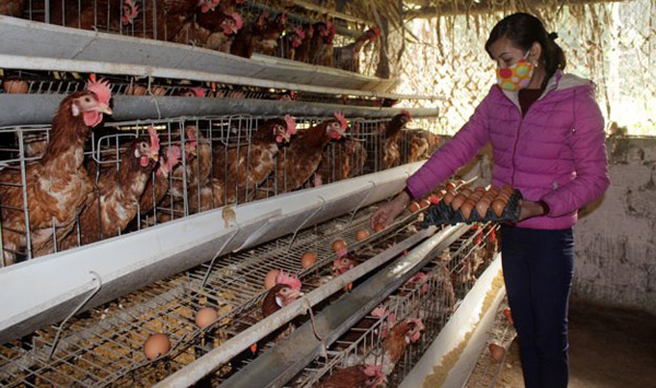 Nuôi gà siêu trứng kiểu ấm đông, mát hè kiếm trăm triệu mỗi năm-1