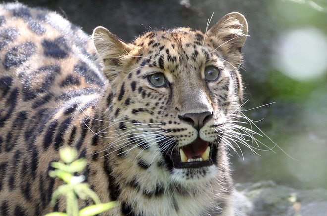 Một em bé 3 tuổi bị báo đốm bắt và sát hại khi đang du lịch Châu Phi cùng gia đình-1