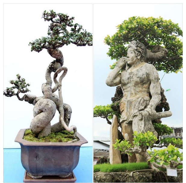 Xôn xao 2 kiệt tác hiếm có khó tìm trình làng cây ở Thủ đô-1