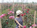 Lâm Đồng: Sắm xế hộp đi trồng hoa hồng dưới chân núi Langbiang-5