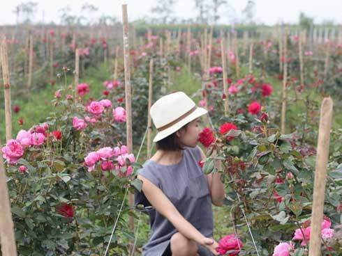 Ngắm khu vườn hoa hồng đẹp ngất ngây đã giúp cô gái thoát khỏi bệnh trầm cảm ở Hà Nội