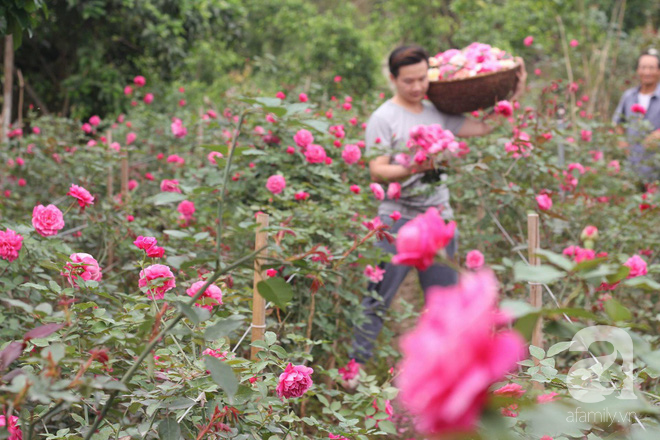Ngắm khu vườn hoa hồng đẹp ngất ngây đã giúp cô gái thoát khỏi bệnh trầm cảm ở Hà Nội-5